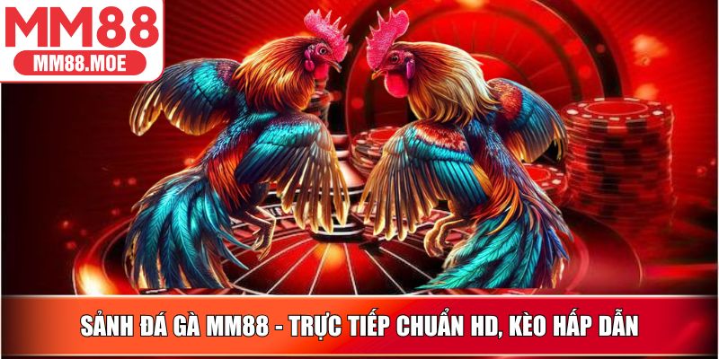 Sảnh Đá Gà MM88 - Trực tiếp chuẩn HD, kèo hấp dẫn